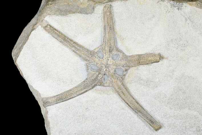 Wide, Jurassic Brittle Star (Palaeocoma) Fossil - Whitby, England #177065
